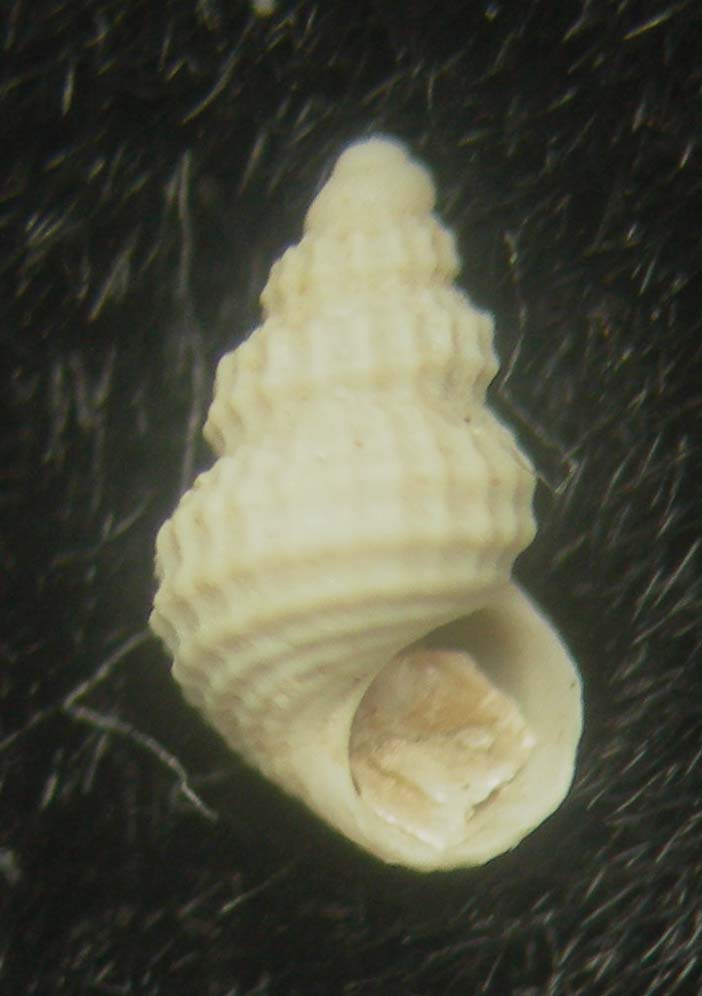 conchiglie ritrovate - specie atlantiche